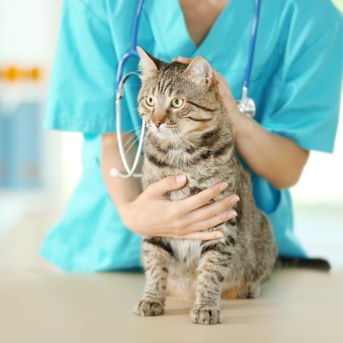 Cat being checked on by a vet