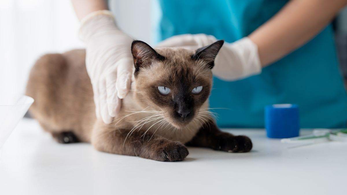 Cat being checked over by veterinarian Cat being checked over by veterinarian