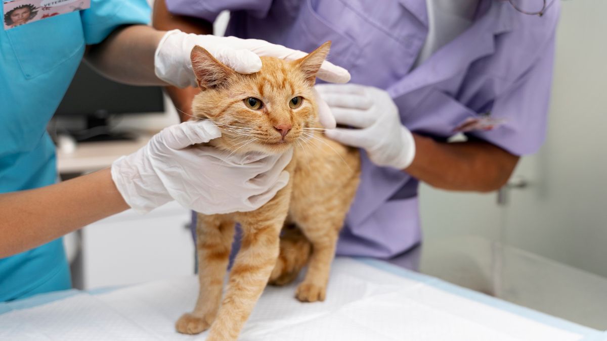 Cat being examined by veterinary staff Cat being examined by veterinary staff