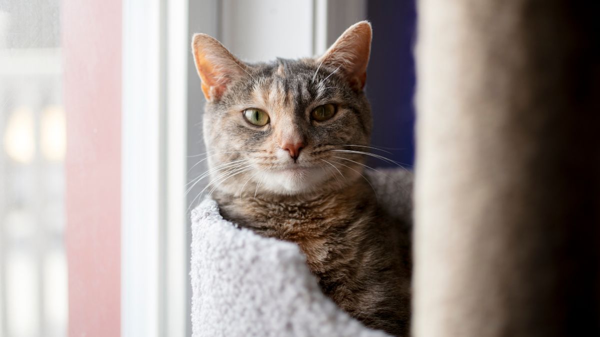 Cat relaxing on a cat tree Cat relaxing on a cat tree