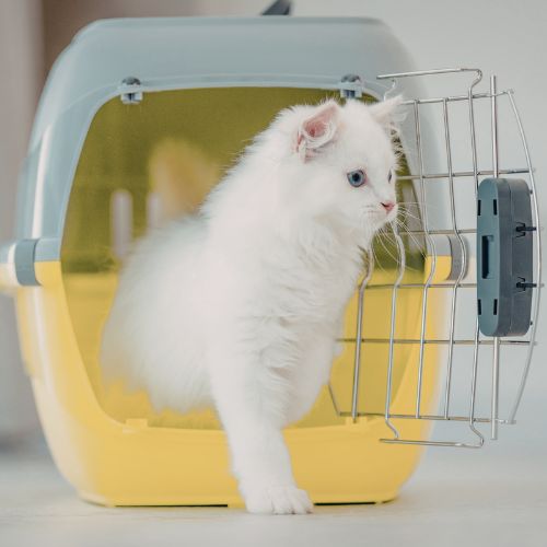 Cat stepping out of a carrier