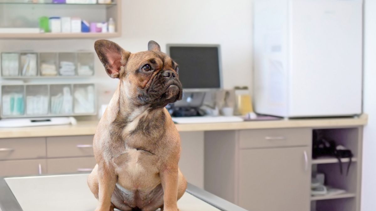 Dog sitting on a veterinary exam table Dog sitting on a veterinary exam table