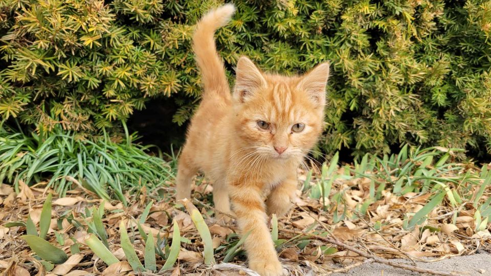 Orange tabby kitten walking outdoors