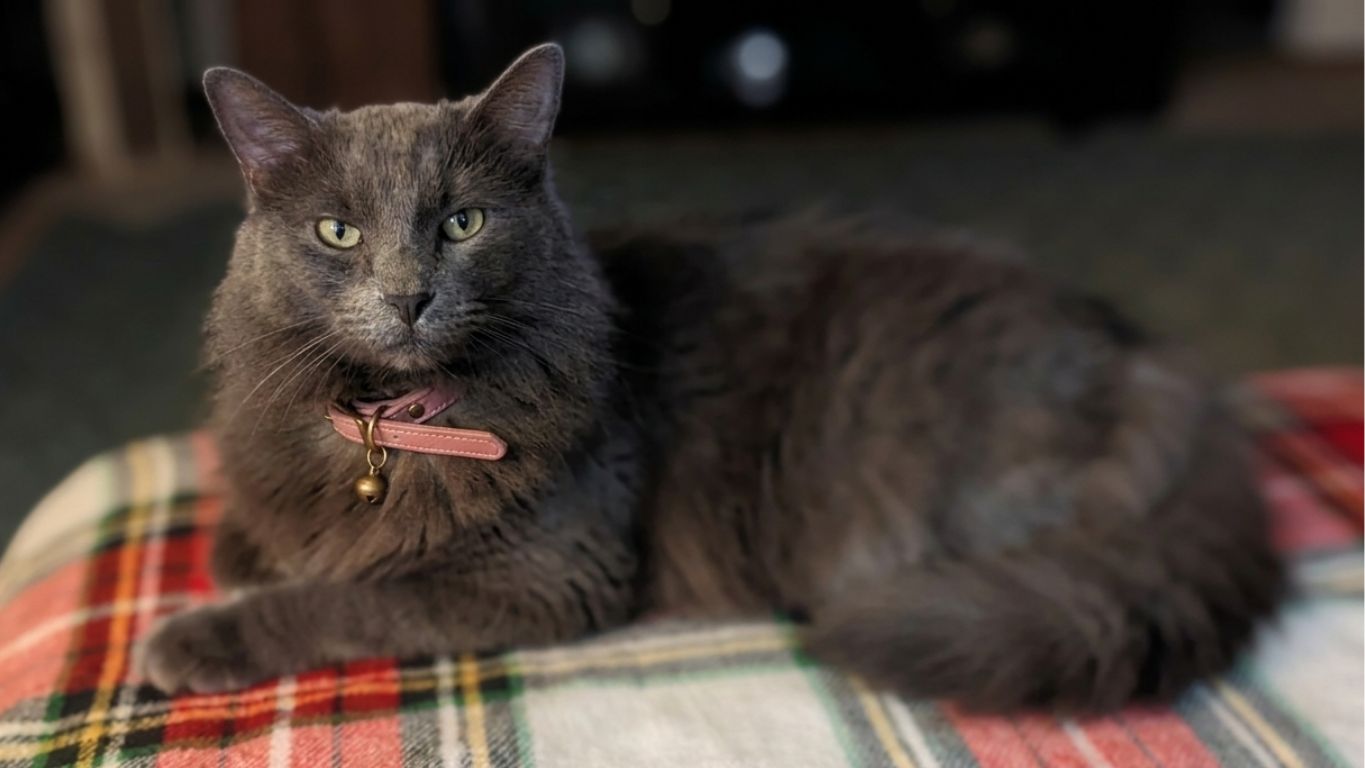 Long-haired grey cat wearing a pink collar on a plaid blanket Long-haired grey cat wearing a pink collar on a plaid blanket