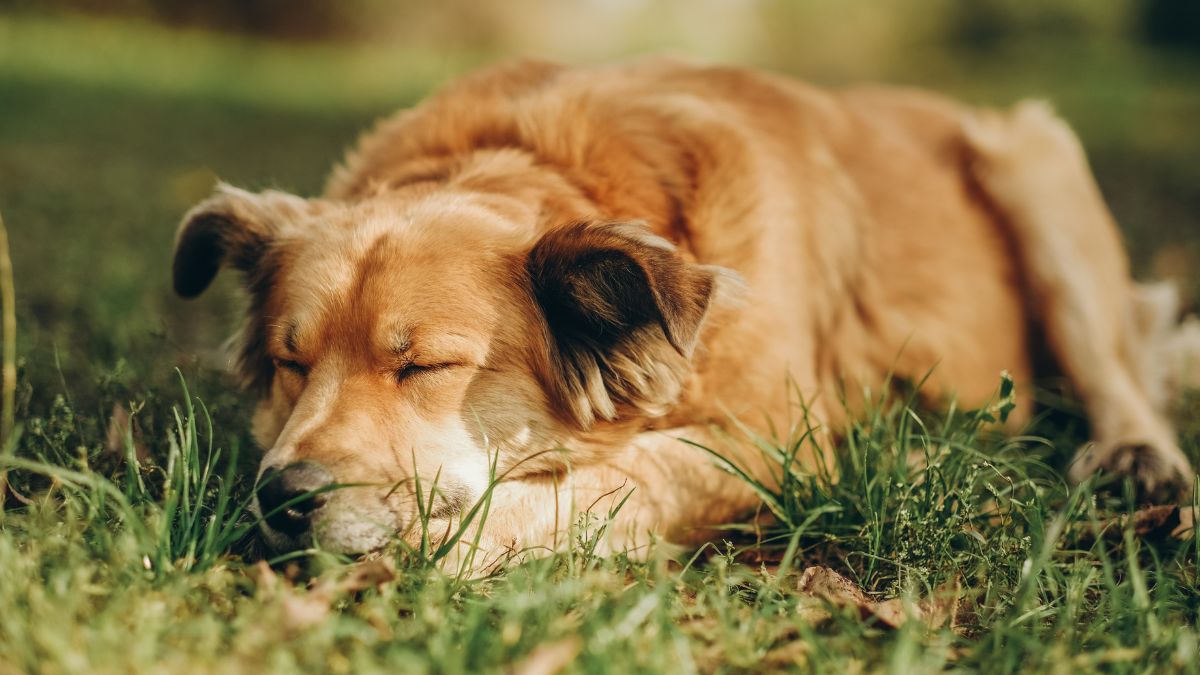 Older dog sleeping Older dog sleeping