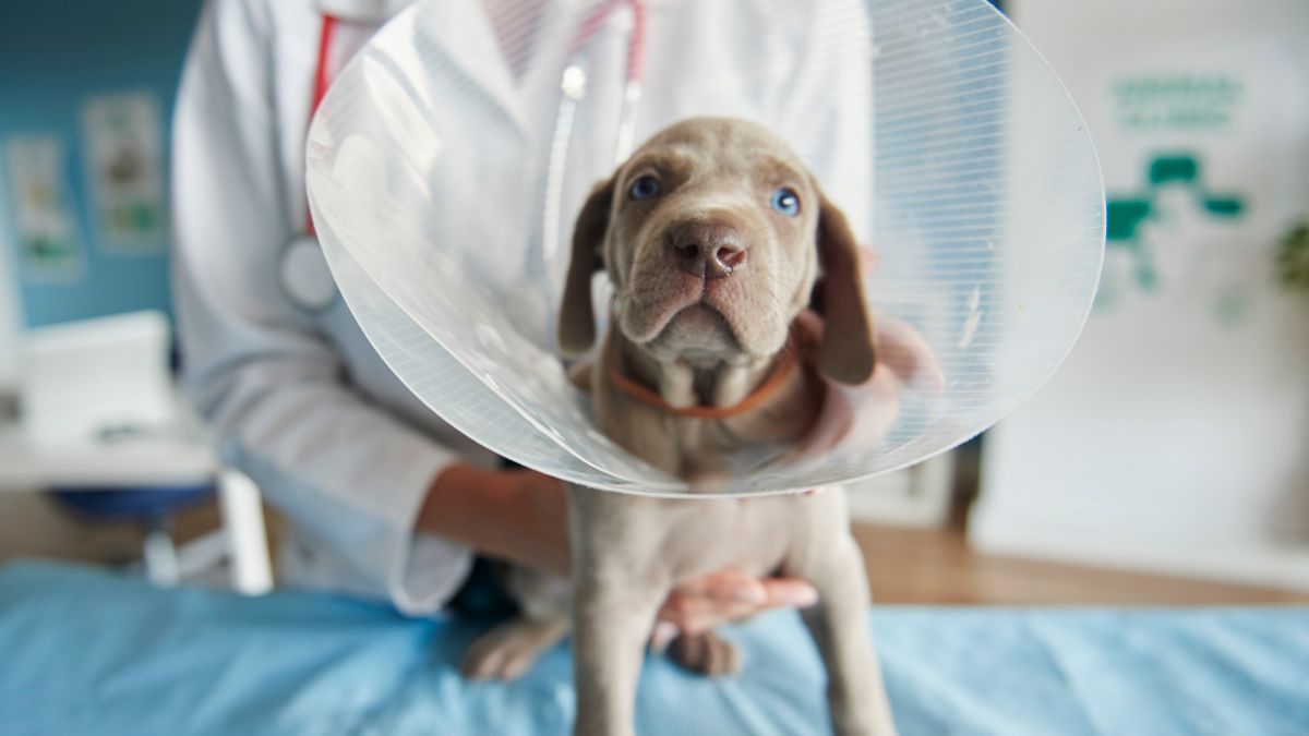 Puppy in a surgery cone, being held by a vet Puppy in a surgery cone, being held by a vet
