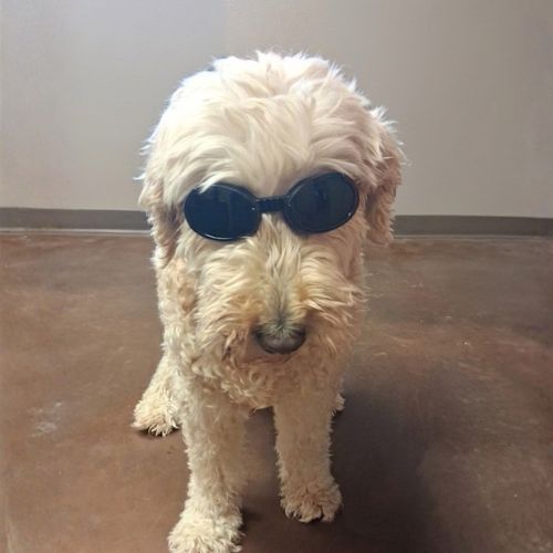 Remington the goldendoodle wearing laser safety goggles