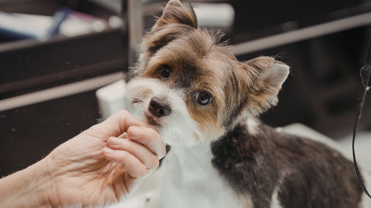 Small dog getting a haircut Small dog getting a haircut
