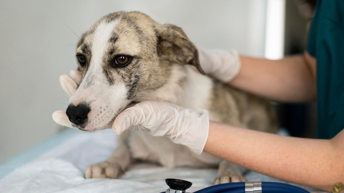 Small dog sitting on the veterinary exam table Small dog sitting on the veterinary exam table
