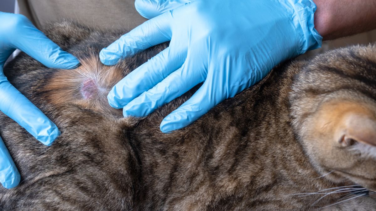Vet looking at a cat's skin issue Vet looking at a cat's skin issue