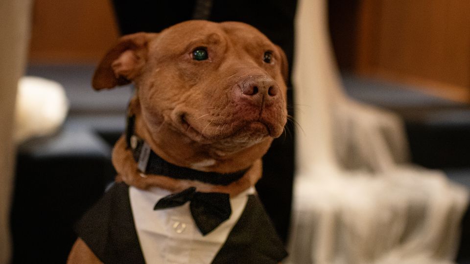 Bullet the pit bull wearing a tuxedo at a wedding