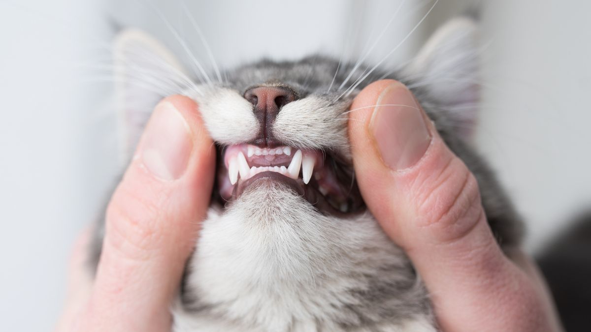person looking at a cat's teeth person looking at a cat's teeth