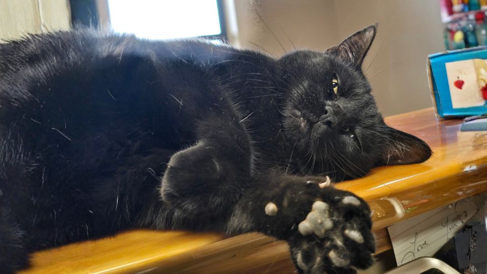 Salem the black cat lying on a wooden counter